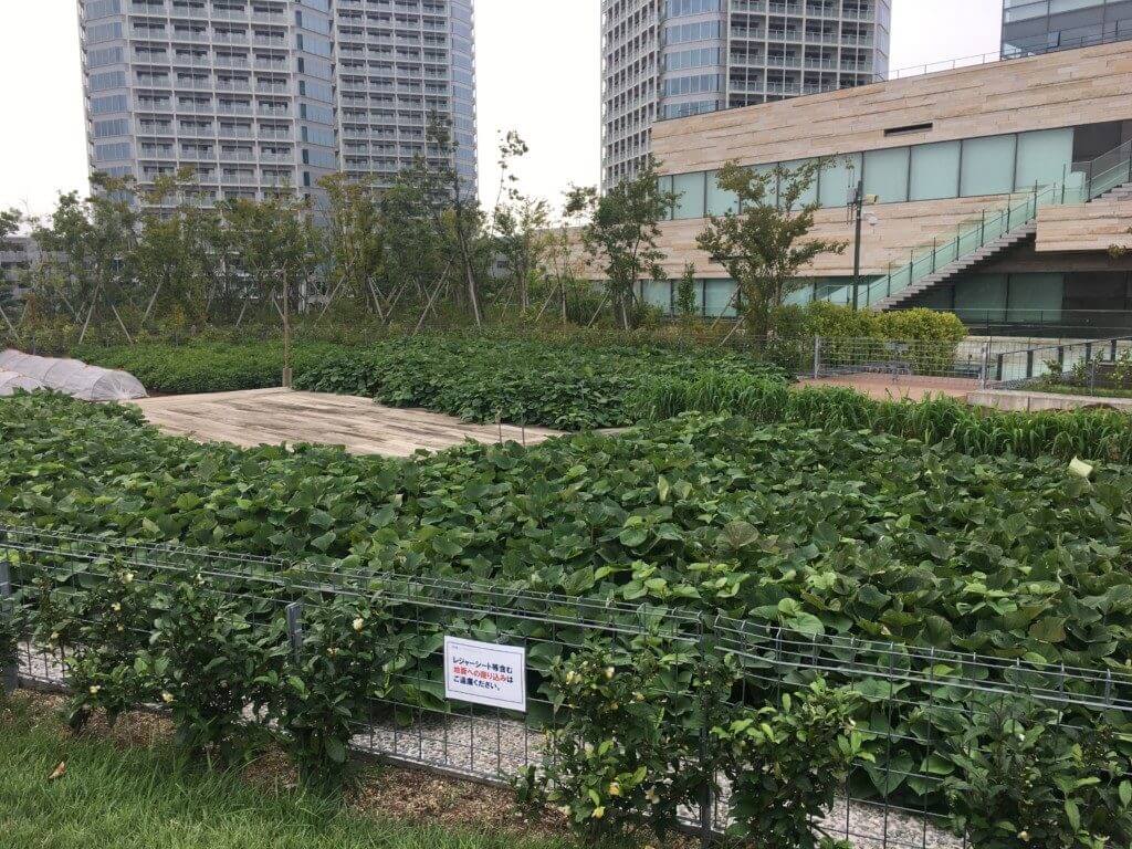 二子玉川の菜園広場