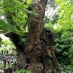 来宮神社