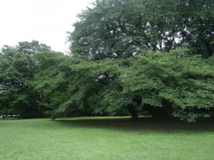 砧公園 駐車場料金 上限の安い駐車場まとめ 混雑状況についても