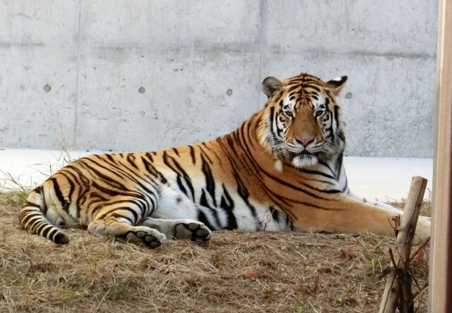 天王寺動物園 最大料金の安い駐車場を平日 土日別に解説 障がい者割引も