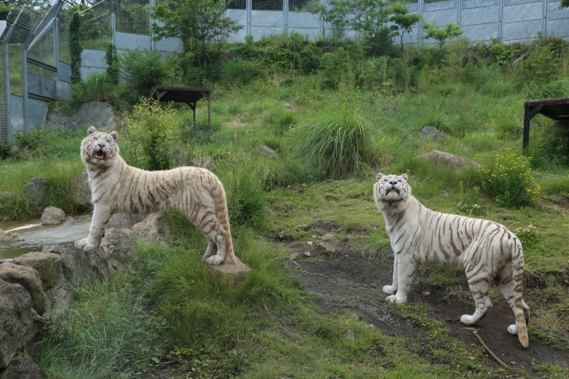 伊豆アニマルキングダム 入園料など家族4人で約15 000円 混雑状況についても