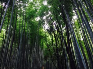 arashiyama-chikurin